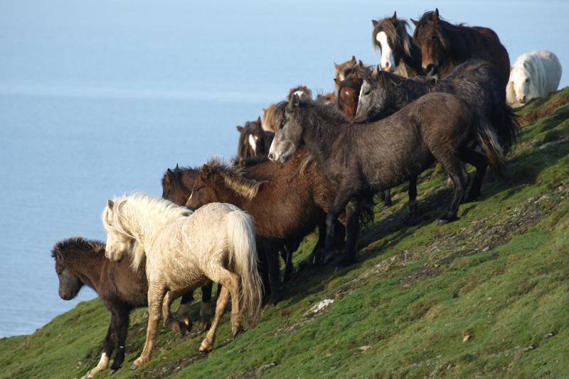 A herd of Carneddau ponies on the mountainside