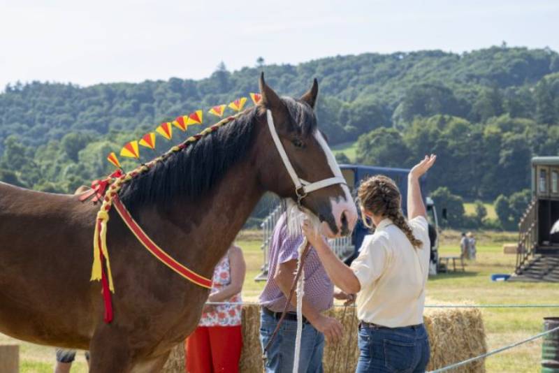 Horse dressed for county show